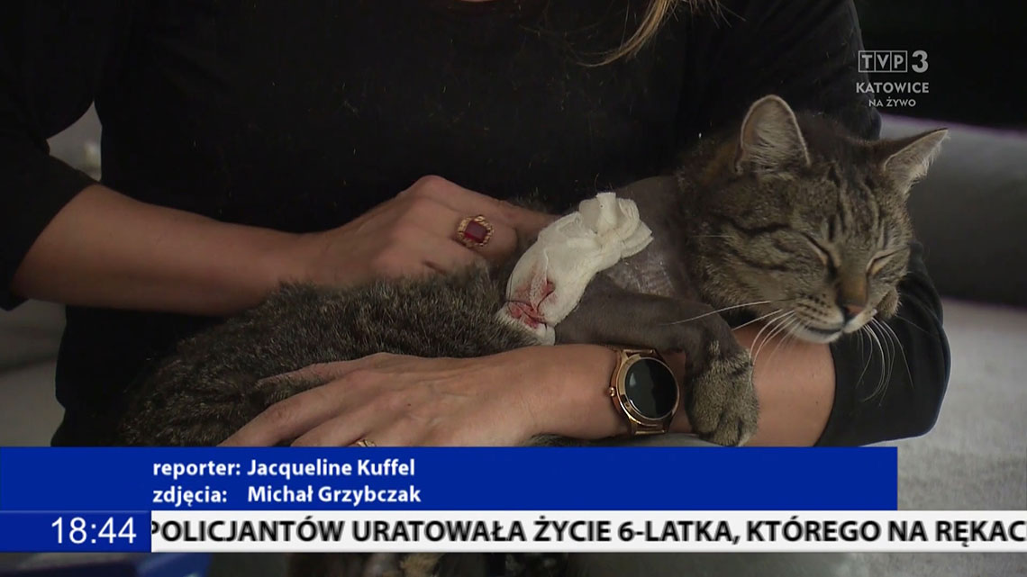 POSTRZELONY KOT W DĄBROWIE GÓRNICZEJ