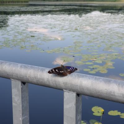 Slop.org.pl Dabrowa Gornicza Jezioro Pogoria 2 02