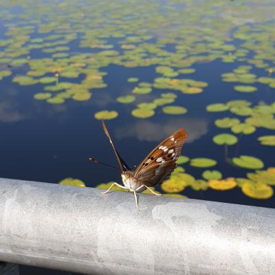 Slop.org.pl Dabrowa Gornicza Jezioro Pogoria 2 03
