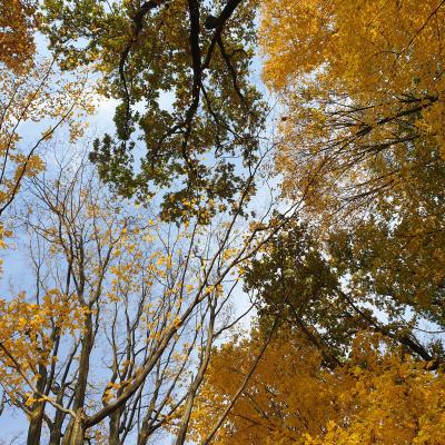 Slop.org.pl Dabrowa Gornicza Park Zielona 03