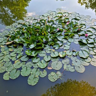 Slop.org.pl Dabrowa Gornicza Park Zielona 05