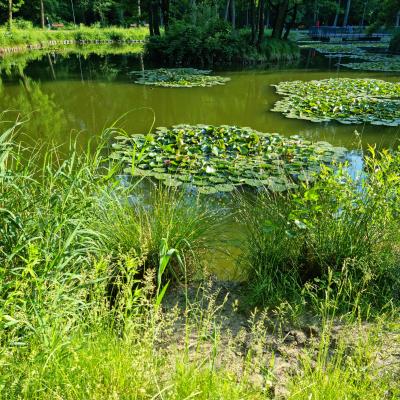 Slop.org.pl Dabrowa Gornicza Park Zielona 06