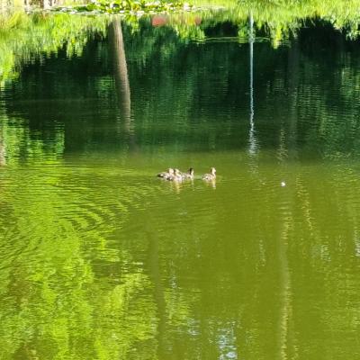 Slop.org.pl Dabrowa Gornicza Park Zielona 07