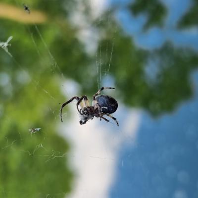 Slop.org.pl Dabrowa Gornicza Park Zielona 09