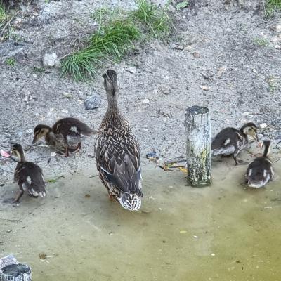 Slop.org.pl Dabrowa Gornicza Park Zielona 10