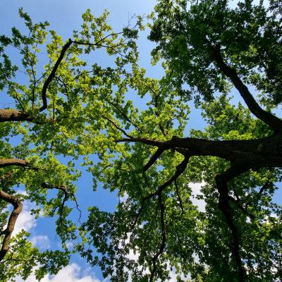 Slop.org.pl Dabrowa Gornicza Park Zielona 11